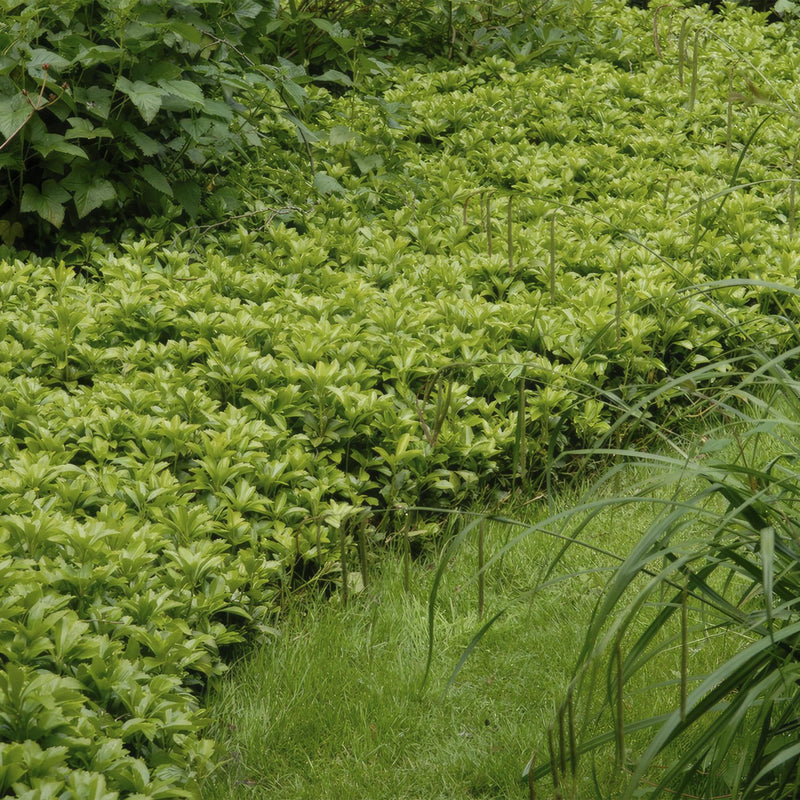 Pachysandra term. 'Green Carpet' - ↕25cm - Ø9cm - 40x,