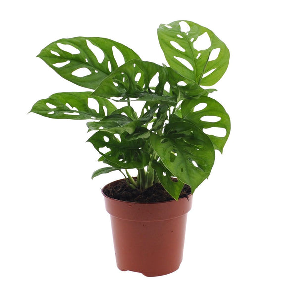 Monstera Monkey Leaf (Gatenplant) - Ø12cm - ↕30cm