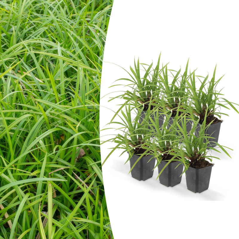 Carex morrowii 'Irish Green' - ↕10-25cm - Ø9cm - 6x