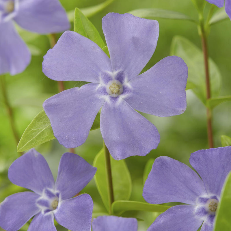 Vinca minor - ↕10-25cm - Ø9cm - 20x