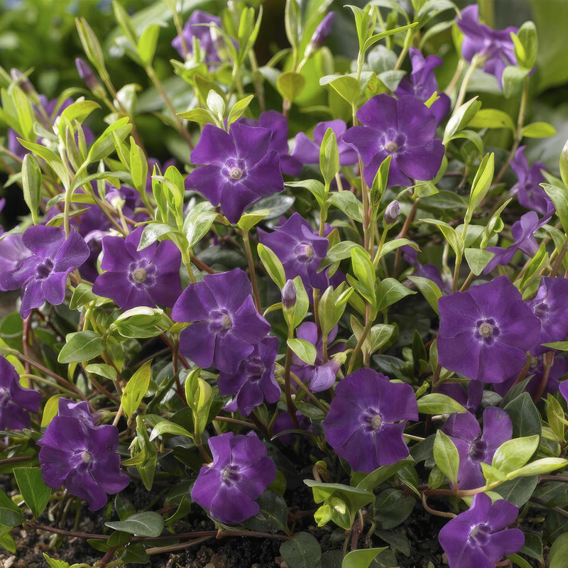 Vinca minor 'Atropurpurea', - ↕10-25cm - Ø9cm - 20x