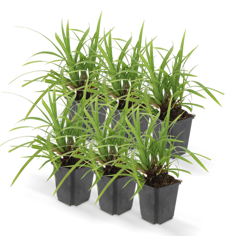 Carex morrowii 'Irish Green' - ↕10-25cm - Ø9cm - 6x