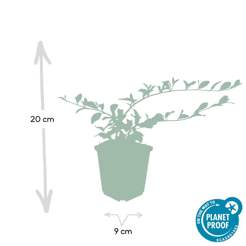 Cotoneaster dammeri - ↕10-25cm - Ø9cm - 40x