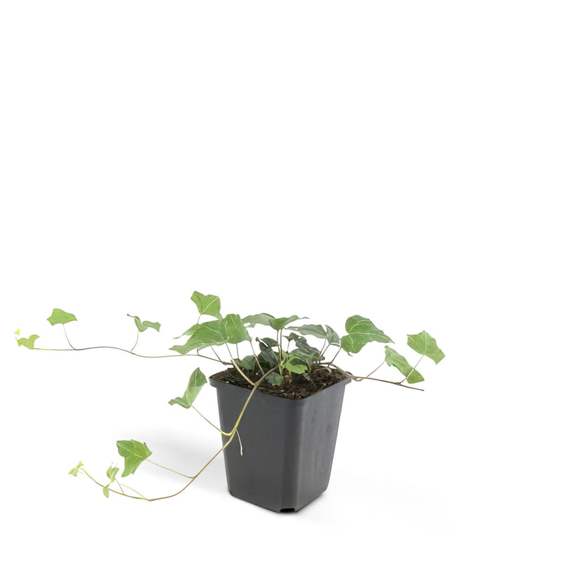 Hedera helix - ↕25cm - Ø9cm