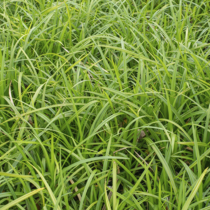 Carex morrowii 'Irish Green' - ↕10-25cm - Ø9cm - 6x