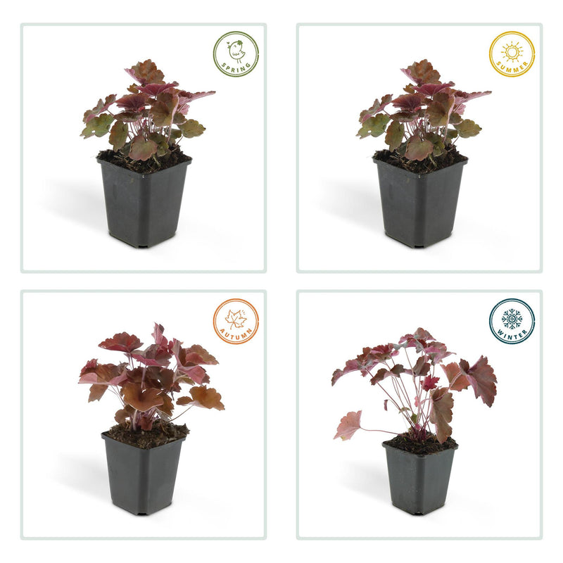 Heuchera mic. 'Palace Purple' - ↕25cm - Ø9cm