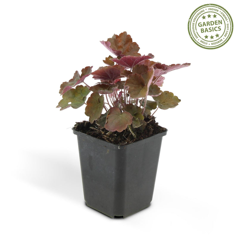 Heuchera mic. 'Palace Purple' - ↕25cm - Ø9cm