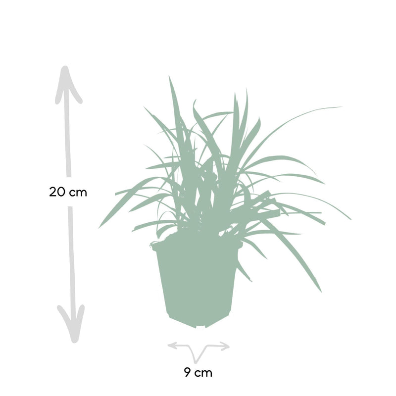 Carex morrowii 'Irish Green' - ↕10-25cm - Ø9cm - 6x