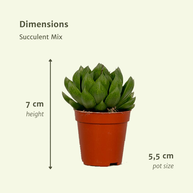Succulenten Mix - 10 stuks - Ø5,5cm - ↕7cm