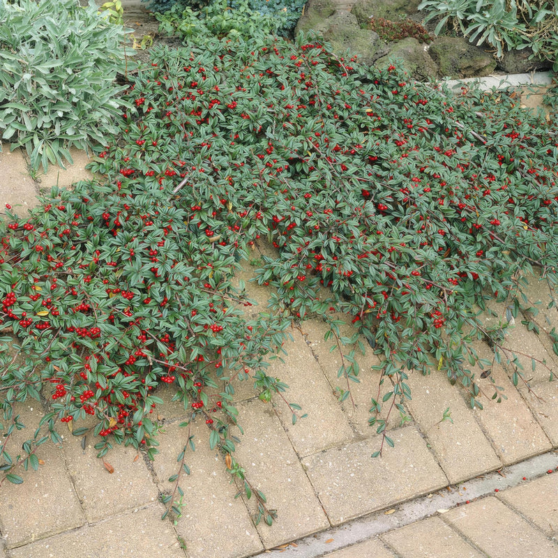 Cotoneaster dammeri - ↕10-25cm - Ø9cm - 12x