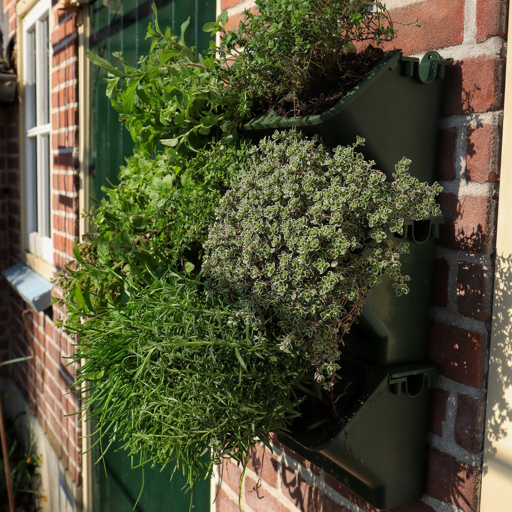 makkelijk te gebruiken monster Trekken Verticale tuin plantenbak voor verticale tuinen - 24x14 cm - JungleScape